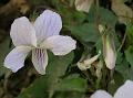 Himalayan White Violet
